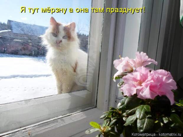 Котоматрица: Я тут мёрзну а она там празднует!