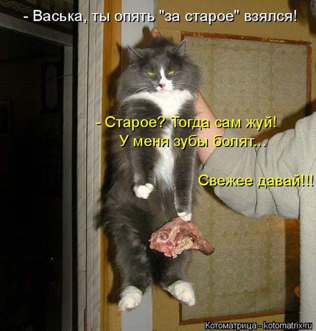 Лучшие котоматрицы недели (50 фото)