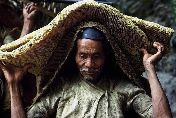 Сбор меда в Непале непал, пчёлы, риск, сбор мёда, фотографии