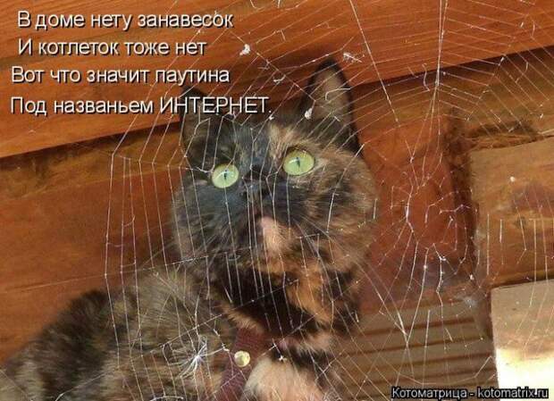 Лучшие котоматрицы недели