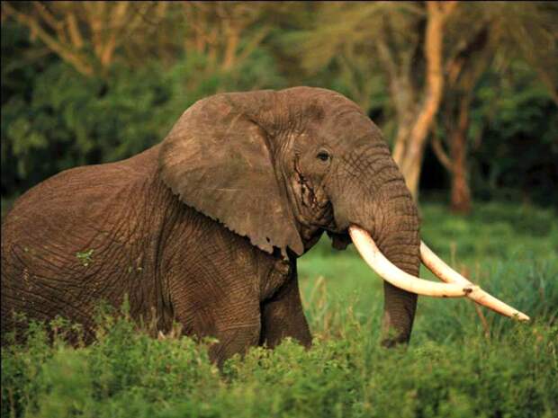 Африканский слон (Loxodonta  africana), фото животные фотография