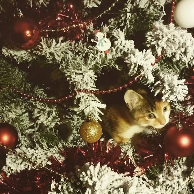 50 котеек, которые помогают наряжать елку и делают Новый год незабываемым