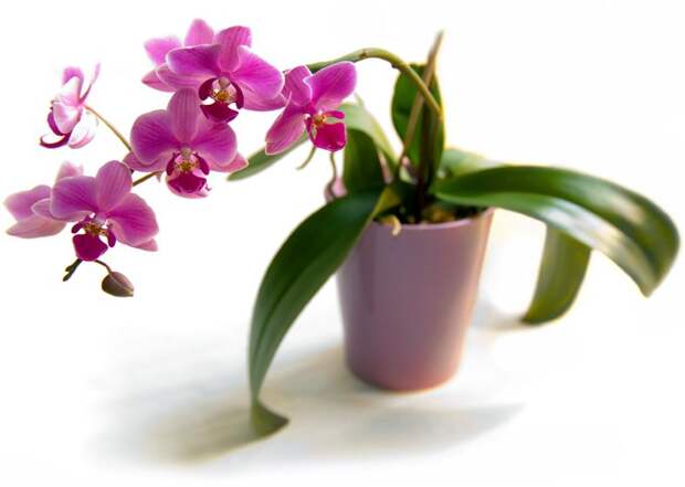 Как ухаживать за орхидеями в домашних условиях