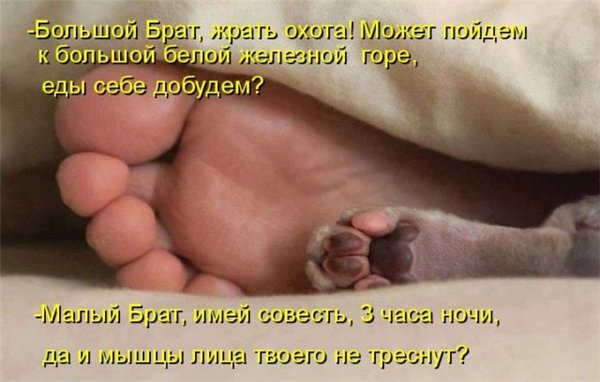 Прикольные коты  (65 фото)