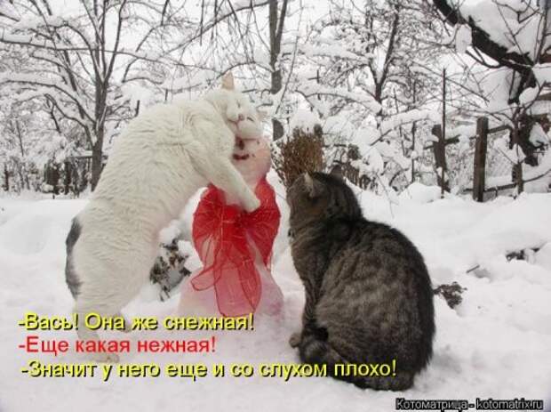 Новая котоматрица на Бугаге (28 фото)