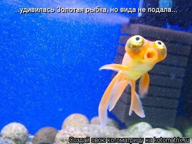Котоматрица - ...удивилась Золотая рыбка, но вида не подала...