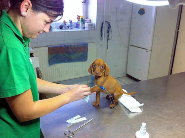 Ветеринар — самая лучшая профессия!