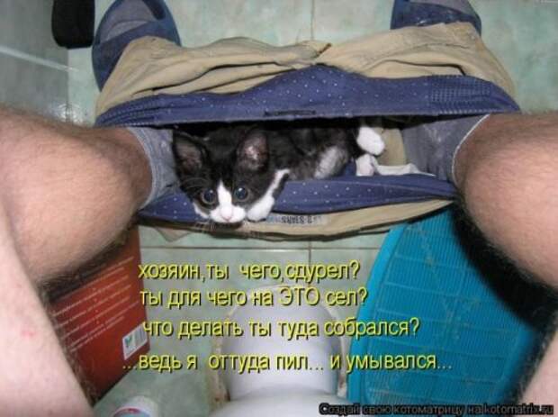 Котоматрица новые за неделю.
