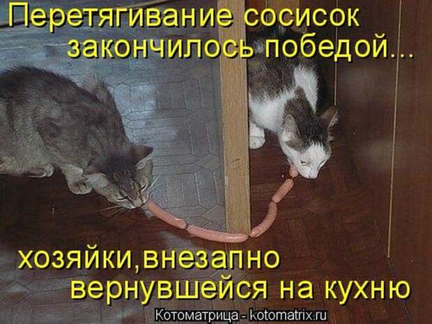 Лучшие котоматрицы недели