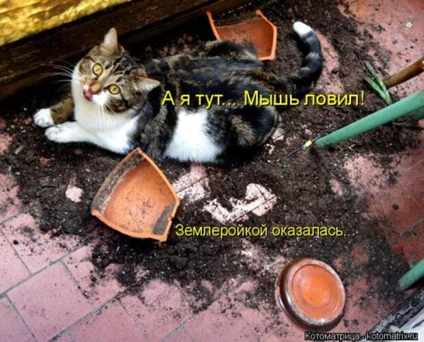 Котоматрица на Бугаге (28 фото)