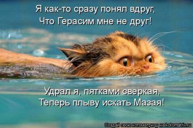 Новая котоматрица (36 фото)