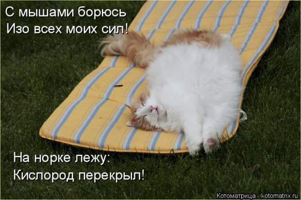 Лучшие котоматрицы недели (50 фото)