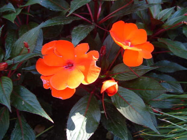 Цветет оранжевый новогвинейский бальзамин