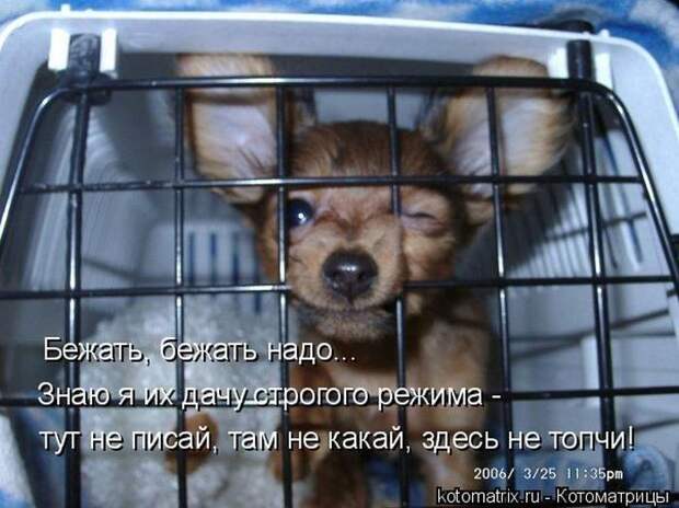 Лучшие котоматрицы недели