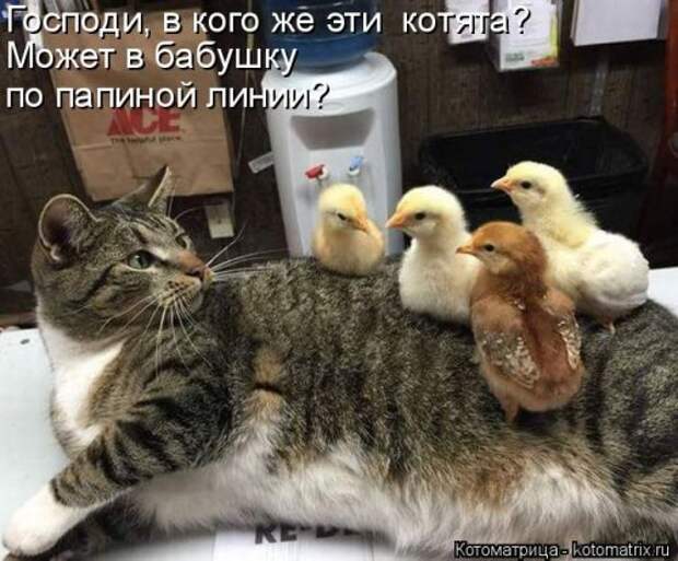 Новая котоматрица на Бугаге (33 фото)