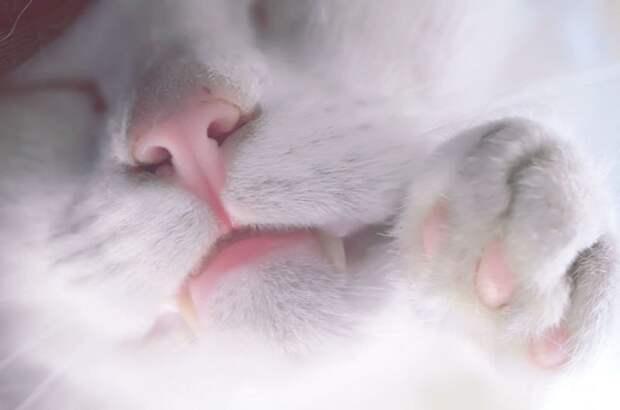 7. домашние животные, животные, коты, кошки, морда, нос, носики, фото кошек