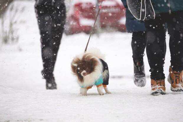 Ветеринар Ермачкова рассказала, как обезопасить питомцев от стресса в новогодние праздники
