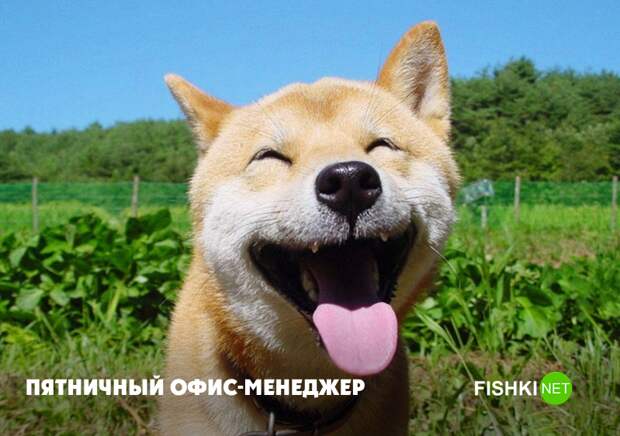 Свобода Свобода животные, юмор