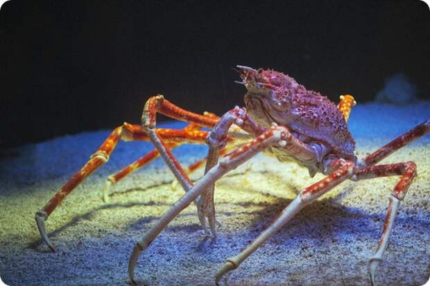 Японский краб-паук или гигантский краб (лат. Macrocheira kaempferi) Японский краб-паук или гигантский краб (лат. Macrocheira kaempferi)