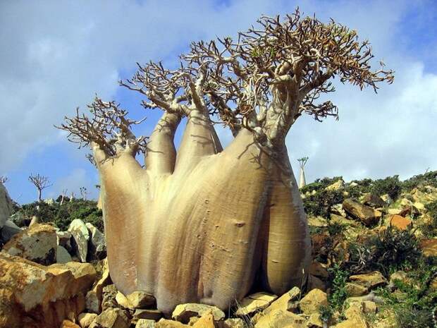 Удивительный остров Сокотра Socotra13 Удивительный остров Сокотра
