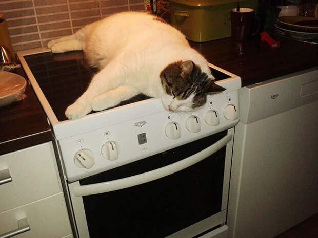 Спящие живтоные