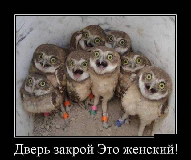 Демотиваторы (30 фото)