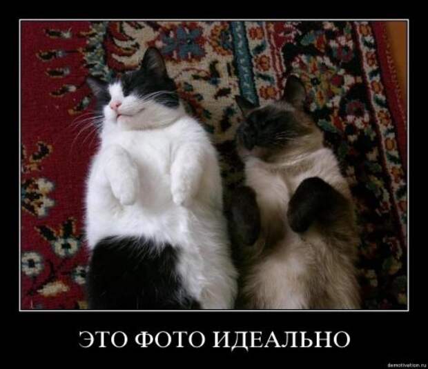 Демотиваторы прикольные которые заставляют задуматься.