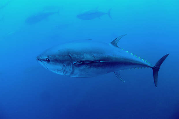 Рыбаки пять часов сражались с 400-килограммовой рыбой и установили рекорд