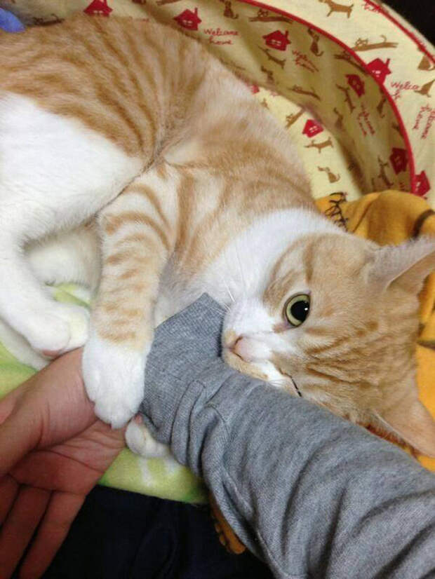 кошачьи лапы
