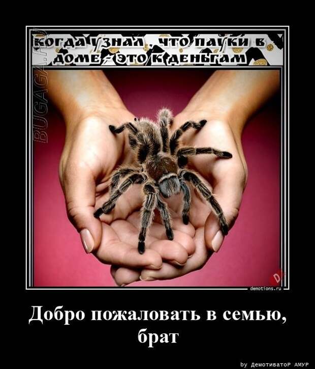 Демотиваторы – приколы: «Когда собираешься в магазин» (20 фото)