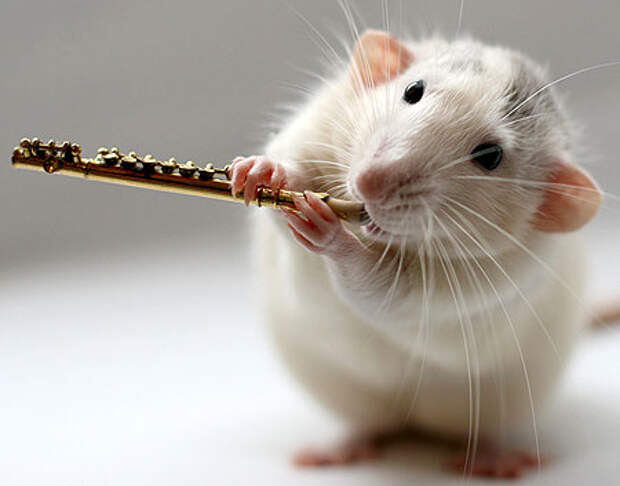 http://namewoman.ru/images/stories/rat2.jpg