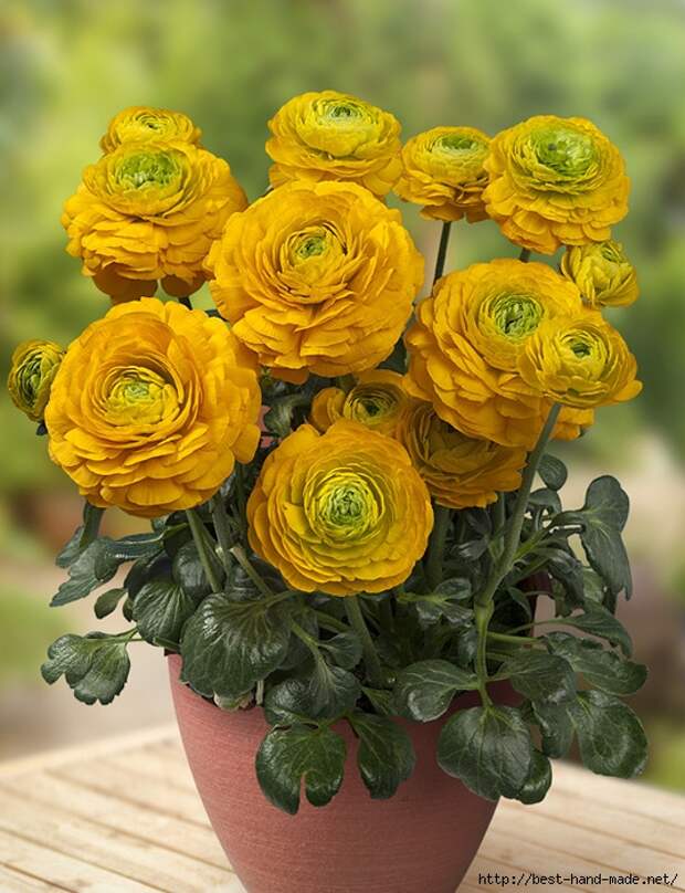 Ranunculus-Juny-Photo-Green-Works (536x700, 296Kb)