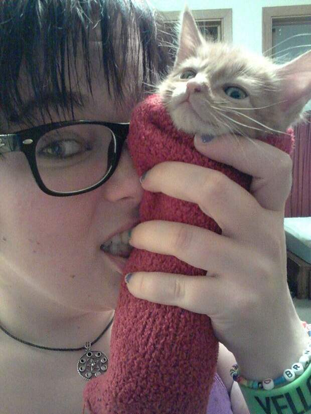 Кошачья шаурма кот, шаурма, юмор