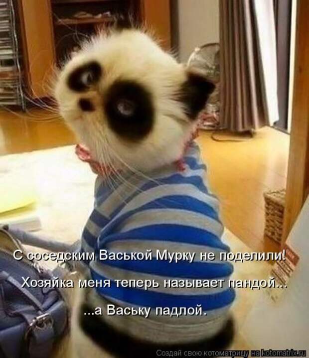 Лучшие котоматрицы недели