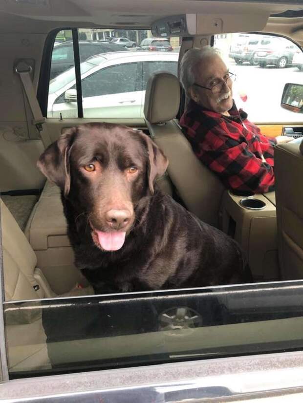 Собака на заднем сиденье