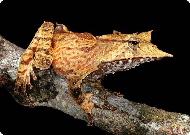 Клыкастая квакша (лат. Hemiphractus fasciatus)
