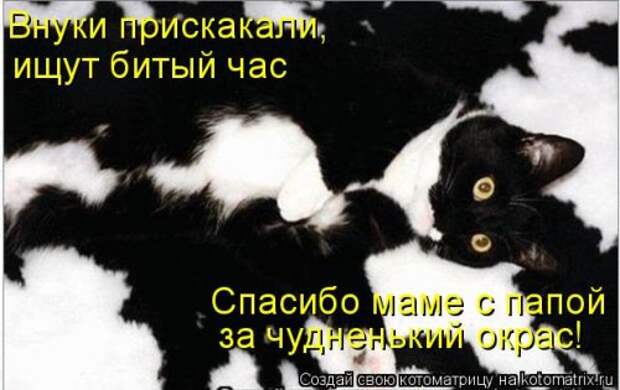 Новая котоматрица (29 фото)