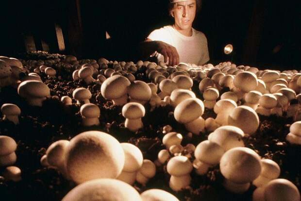 Самые интересные и необычные места для сбора грибов  интересное, грибы, страны