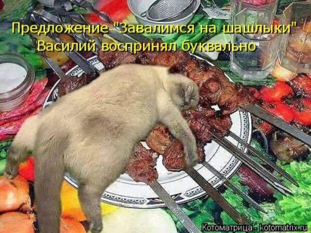 Свежая котоматрица (36 фото)