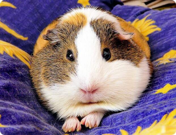 Морская свинка (лат. Cavia porcellus)