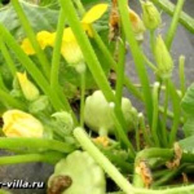 цветущие патиссоны