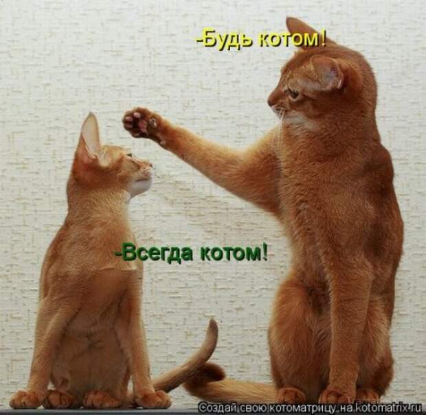 Подборка Котоматриц 2010 - Выпуск 28