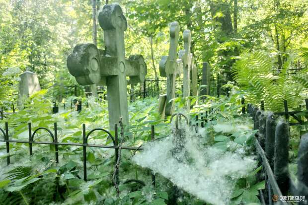 Пух на Серафимовском кладбище укрывает обгоревшие могилы. А МЧС уже тушит новый пожар