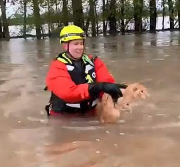 Кот в руках спасателя Кот в воде
