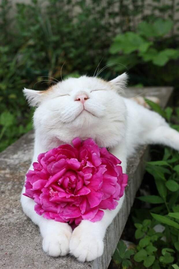 кошка улыбается, улыбающиеся коты, коты улыбаки
