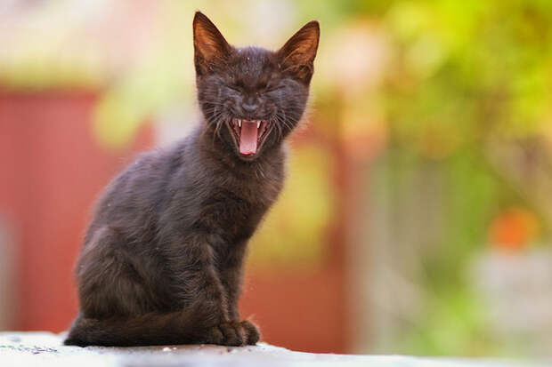 Утро начинается не с кофе. А с кормежки голодного кота коты, фото
