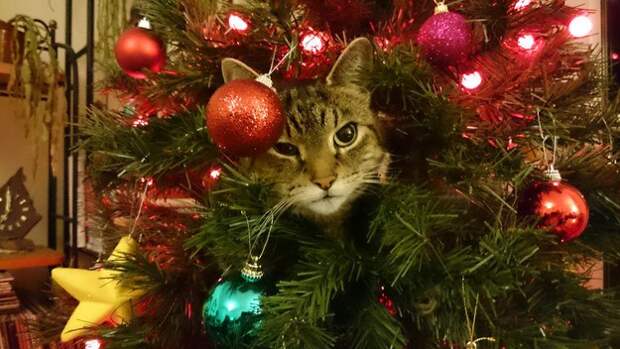 коты новогодние украшения (13)