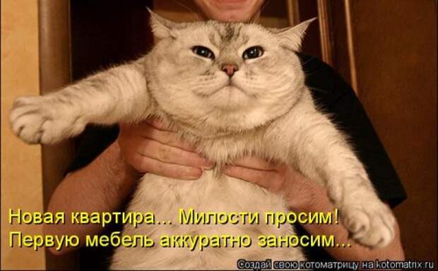 Свежая котоматрица (33 фото)