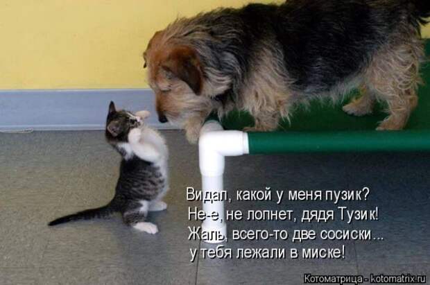 Лучшие котоматрицы недели