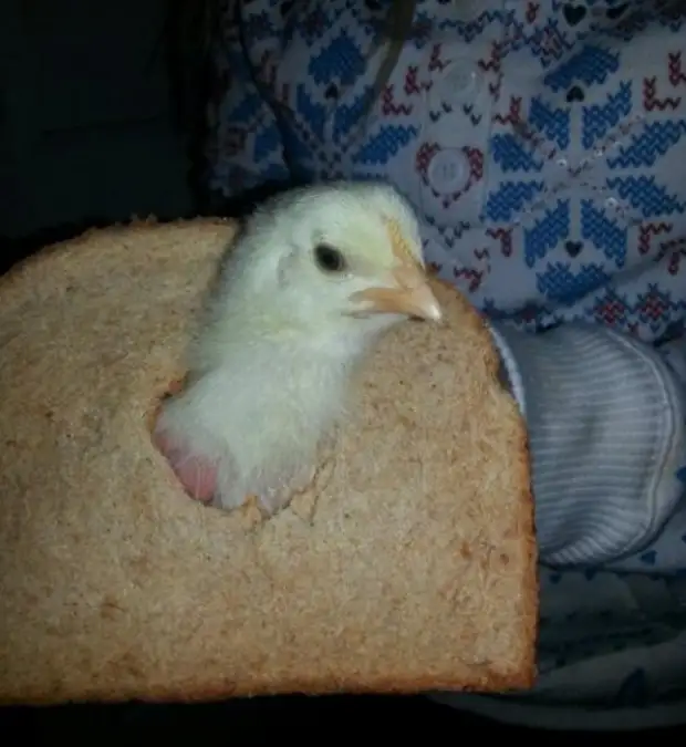 Можно кормить кур хлебом. Курица в хлебе. Куры едят хлеб. Хлеб с цыплёнком. Настоящая курица и хлеб.